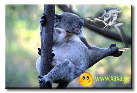 Το κοάλα και η σαύρα - κοάλα στο δέντρο με μπάφο - αστείες εικόνες