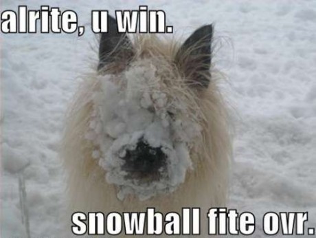 Χιόνια χιόνια χιόνια - αστείες φωτογραφίες