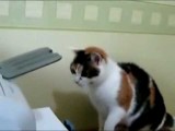 Μια γάτα που δε χωνεύει τον εκτυπωτή